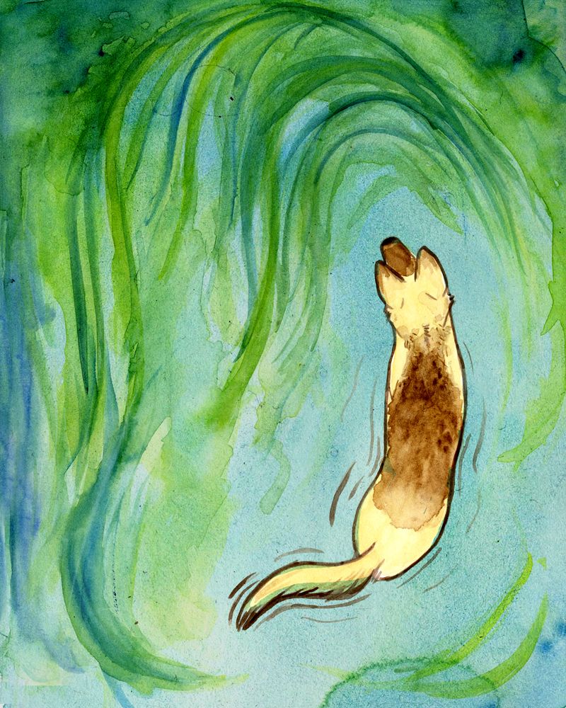 a german shepherd dog wading through blue-green algae